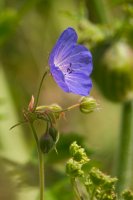 Meadow Crane's-bill