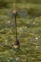 Large Red Damselflies in tandem Pyrrhosoma nymphula
