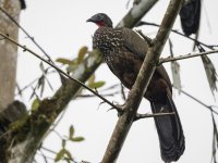 crested guan Penelope purpurascens 