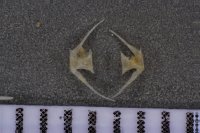 spraint sample 119