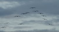 brown pelican Pelecanus occidentalis 