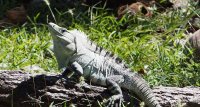 black spiny-tailed iguana Ctenosaura similis 