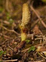 great horsetail Equisetum telmateia