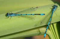 Two male Azure Damselflies resting on a leaf. Coenagrion puella