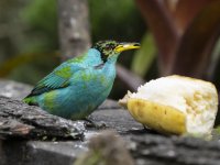 male green honeycreeper Chlorophanes spiza 