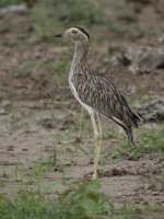 double-striped thick-knee Burhinus bistriatus 