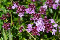 Wild thyme Thymus drucei