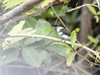 green kingfisher Chloroceryle americana 