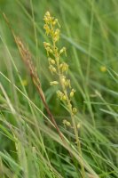 Common Twayblade Neottia ovata