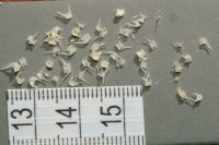 spraint sample 3