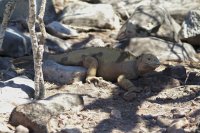 Santa Fe Land iguana