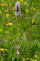 Common spotted orchid Dactylorhiza fuchsii