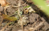 Common green grasshopper (Omocestus viridulus)