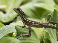 young common basilisk Basiliscus basiliscus 