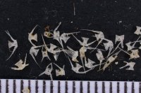 spraint sample 137