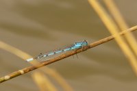 Common Blue Damselfly 