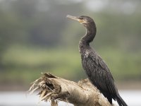 neotropic cormorant Nannopterum brasilianum 