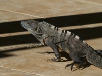 black spiny-tailed iguana Ctenosaura similis 