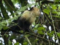 Panamanian white-faced capuchin Cebus imitator 