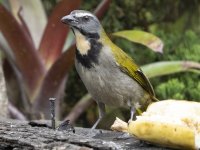 Buff-throated saltator Saltator maximus 