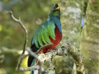 resplendent quetzal Pharomachrus mocinno costaricensis 