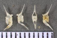 spraint sample 119