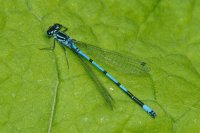 Azure Damselfly male on leaf. Coenagrion puella