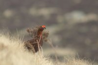 Red grouse male