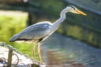 Grey Heron Ardea cinerea