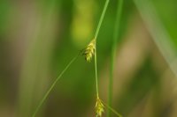 Remote Sedge Carex remota