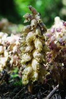 Toothwort Lathraea squamaria