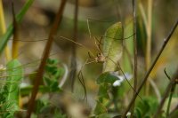 Harvestman Order: Opiliones