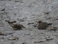 rufous-backed wren Campylorhynchus capistratus 