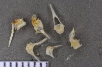 spraint sample 119