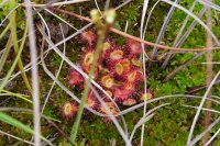 Drosera rotundifolia