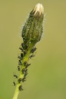 Aphids on Rough Hawkbit Leontodon hispidus