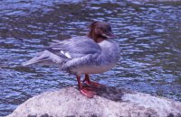 female goosander Mergus merganser