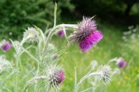 Musk thistle Carduus nutans 