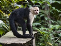 Panamanian white-faced capuchin Cebus imitator 