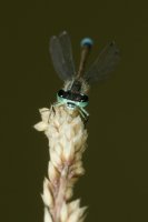 Blue-tailed Damselfly, Ischnura elegans