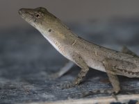 slender anole Anolis limifrons 