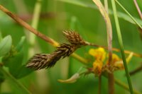 Oval Sedge Carex leporina