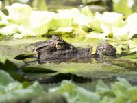 spectacled caiman Caiman crocodilus 