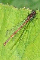 Large Red Damselfly Pyrrhosoma nymphula