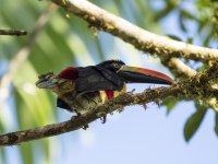 fiery-billed aracari Pteroglossus frantzii 