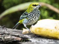 speckled tanager Ixothraupis guttata 