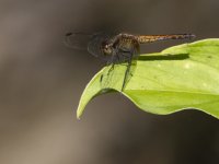 Unidentified dragonfly