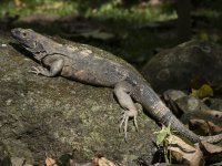 black spiny-tailed iguana Ctenosaura similis 