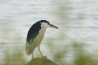 Black-crowned night-heron 