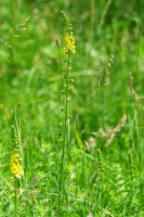 Agrimonia eupatoria